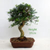Mediterranean Ash Bonsai Tree number 30P available to buy online from All Things Bonsai Sheffield Yorkshire with free UK delivery