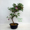 Azalea Flowering Bonsai Tree Shiko No Kagami Number 5Y available to buy online from All Things Bonsai Sheffield Yorkshire with free UK delivery