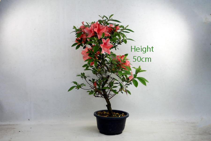 Azalea Flowering Bonsai Tree Aika Number 58B available to buy online from All Things Bonsai Sheffield Yorkshire with free UK delivery