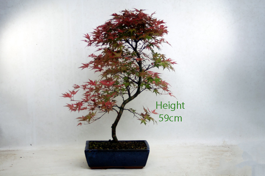 Acer Palmatum Deshojo Japanese Maple Bonsai Tree Number 39Y available to buy online from All Things Bonsai Sheffield Yorkshire with free UK delivery