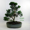 Hinoki Cypress Bonsai Tree Number 95P available to buy online from All Things Bonsai Sheffield Yorkshire with free UK delivery
