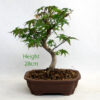 Acer Palmatum Japanese Maple Bonsai Tree Number 35Y available to buy online from All Things Bonsai Sheffield Yorkshire with free UK delivery