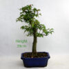 Trident Maple Bonsai Tree Number 100Y available to buy online from All Things Bonsai Sheffield Yorkshire with free UK delivery