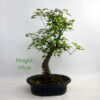 Trident Maple Bonsai Tree Number 175P available to buy online from All Things Bonsai Sheffield Yorkshire with free UK delivery