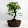 Trident Maple Bonsai Tree Number 180P available to buy online from All Things Bonsai Sheffield Yorkshire with free UK delivery