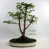 Acer Palmatum Japanese Maple Bonsai Tree Number 117 available to buy online from All Things Bonsai Sheffield Yorkshire with free UK delivery
