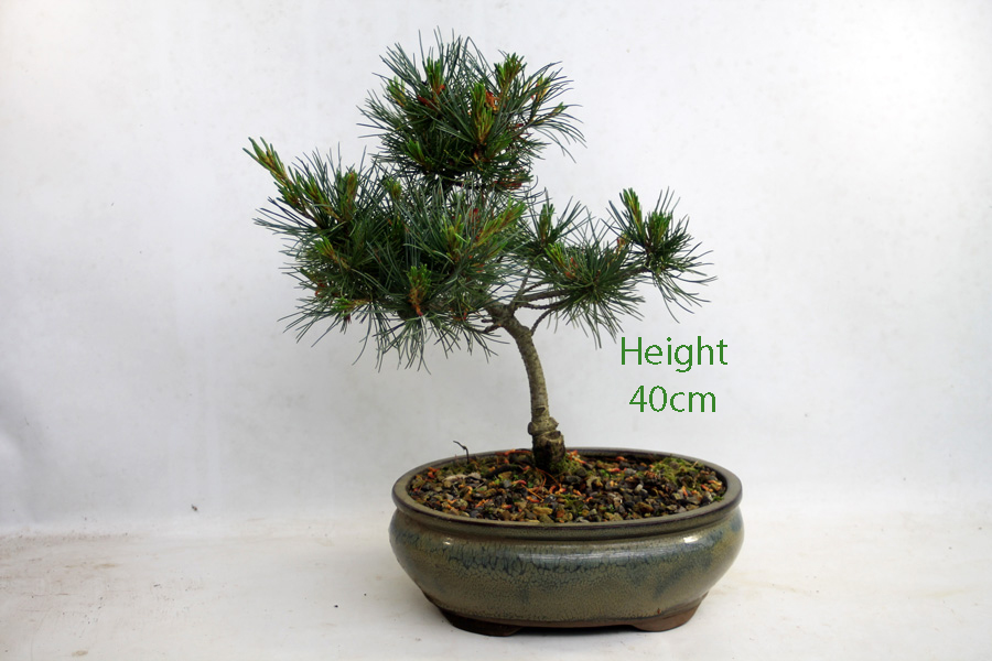 Japanese White Pine Bonsai Tree Number 122P available to buy online from All Things Bonsai Sheffield Yorkshire with free UK delivery