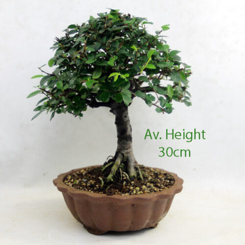 Superior Quality Chinese Elm Broom Style Bonsai Trees available to buy online from All Things Bonsai Sheffield Yorkshire with free UK delivery