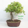 Trident Maple Bonsai Tree Number 68Y