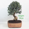 Olive Bonsai Tree Number 27