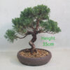 Chinese Juniper Bonsai Tree Number 99P