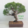 Itoigawa Chinese Juniper Bonsai Tree Number 54P