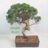 Itoigawa Chinese Juniper Bonsai Tree Number 93Y