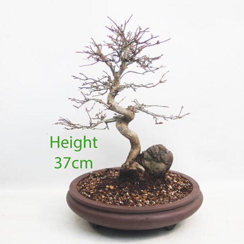 Acer Palmatum Japanese Maple Bonsai Tree On Rock Number 7Y