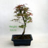 Acer Palmatum Deshojo Japanese Maple Bonsai Tree Number 41Y available to buy online from All Things Bonsai Sheffield Yorkshire with free UK delivery