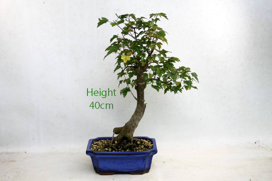 Trident Maple Bonsai Tree Number 39Y available to buy online from All Things Bonsai Sheffield Yorkshire with free UK delivery