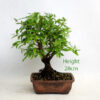 Pomegranate Flowering Bonsai Tree Punica Number 103Y available to buy online from All Things Bonsai Sheffield Yorkshire with free UK delivery