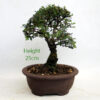 Cork Bark Chinese Elm Bonsai Tree Number 222P available to buy online from All Things Bonsai Sheffield Yorkshire with free UK delivery