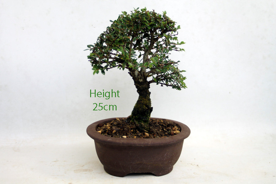 Cork Bark Chinese Elm Bonsai Tree Number 222P available to buy online from All Things Bonsai Sheffield Yorkshire with free UK delivery
