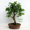 Zelkova Serrata Japanese Elm Bonsai Tree Number 321P available to buy online from All Things Bonsai Sheffield Yorkshire with free UK delivery