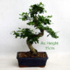 Ligustrum Bonsai Tree 20cm Pot available to buy online from All Things Bonsai Sheffield Yorkshire with free UK delivery