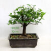 English Elm Bonsai Tree Number 324 available to buy online from All Things Bonsai Sheffield Yorkshire with free UK delivery
