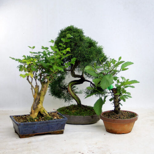 Clearance Bonsai Trees