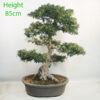 Azalea Haru No Sono Flowering Bonsai Tree Number 20P