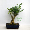 Ligustrum Bonsai Tree Number 75Y Clearance Tree available to buy online from All Things Bonsai Sheffield Yorkshire with free UK delivery