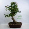 Trident Maple Bonsai Tree Number 221P available to buy online from All Things Bonsai Sheffield Yorkshire with free UK delivery