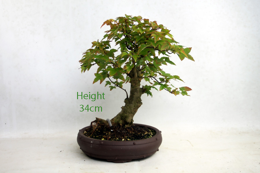 Trident Maple Bonsai Tree Number 312P available to buy online from All Things Bonsai Sheffield Yorkshire with free UK delivery