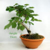 Hazel Bonsai Tree Number 336P Clearance Tree available to buy online from All Things Bonsai Sheffield Yorkshire with free UK delivery