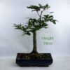 Beech Bonsai Tree Number 122P Clearance Tree available to buy online from All Things Bonsai Sheffield Yorkshire with free UK delivery