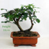 ViburnamBonsai Tree Number 95Y Clearance Tree available to buy online from All Things Bonsai Sheffield Yorkshire with free UK delivery