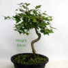 Trident Maple Bonsai Tree Part Trained Number 59P available to buy online from All Things Bonsai Sheffield Yorkshire with free UK delivery