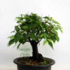 Broom Style Zelkova Serrata Japanese Elm Bonsai Tree Part Trained Number 71P available to buy online from All Things Bonsai Sheffield Yorkshire with free UK delivery