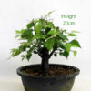 Broom Style Zelkova Serrata Japanese Elm Bonsai Tree Part Trained Number 256P available to buy online from All Things Bonsai Sheffield Yorkshire with free UK delivery