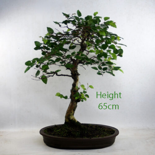 Beech and Hornbeam Bonsai Trees - ALL THINGS BONSAI