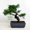 Chinese Juniper Bonsai Tree Number 239P Clearance Tree Clearance Tree available to buy online from All Things Bonsai Sheffield Yorkshire with free UK delivery