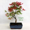 Acer Palmatum Deshojo Japanese Maple Bonsai Tree Number 316P available to buy online from All Things Bonsai Sheffield Yorkshire with free UK delivery