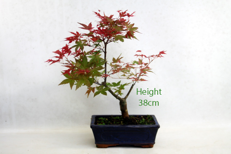 Acer Palmatum Deshojo Japanese Maple Bonsai Tree Number 326P available to buy online from All Things Bonsai Sheffield Yorkshire with free UK delivery