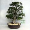Azalea Haru No Sono Flowering Bonsai Tree Number 229P available to buy online from All Things Bonsai Sheffield Yorkshire UK