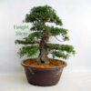 Azalea Nikko Flowering Bonsai Tree Number 260P available to buy online from All Things Bonsai Sheffield Yorkshire UK