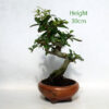 Pomegranate Nejikan Flowering Bonsai Tree Punica Number 268P available to buy online from All Things Bonsai Sheffield Yorkshire with free UK delivery