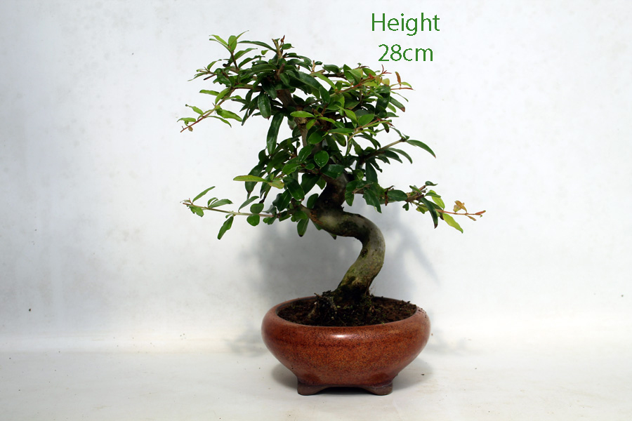 Pomegranate Nejikan Flowering Bonsai Tree Punica Number 272P available to buy online from All Things Bonsai Sheffield Yorkshire with free UK delivery