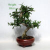 Pomegranate Nejikan Flowering Bonsai Tree Punica Number 45P available to buy online from All Things Bonsai Sheffield Yorkshire with free UK delivery
