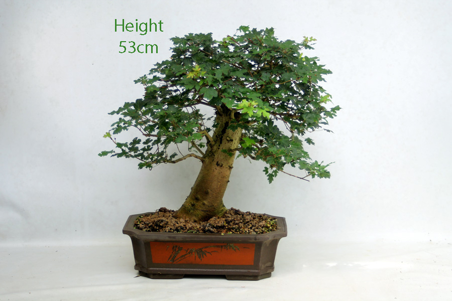 Field Maple Bonsai Tree Number 332P - ALL THINGS BONSAI