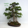 Japanese Larch Bonsai Tree Number 304P available to buy online from All Things Bonsai Sheffield Yorkshire UK
