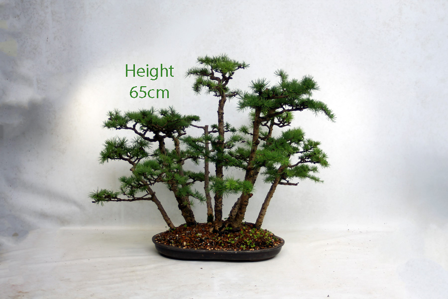 Larch Bonsai Tree Group Number 16P available to buy online from All Things Bonsai Sheffield Yorkshire UK