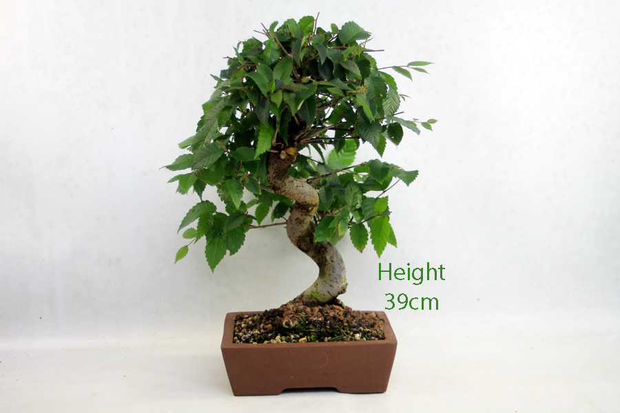 Zelkova Serrata Japanese Elm Bonsai Tree Number 307P available to buy online from All Things Bonsai Sheffield Yorkshire with free UK delivery